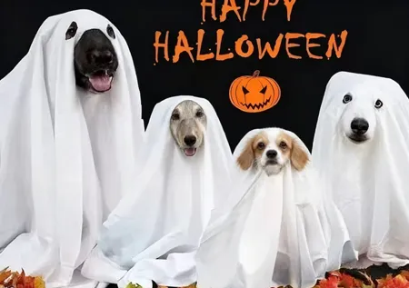 Halloween Pet Costumes: